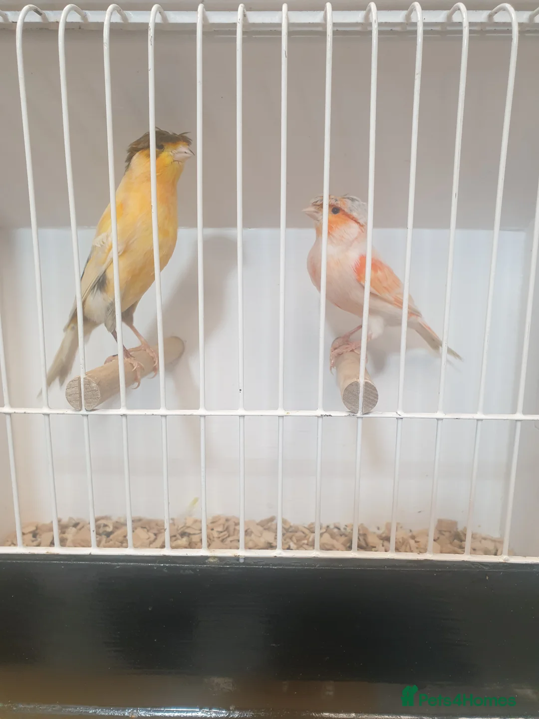 Mixed Breed birds for sale:  canary and linnet - Advert 1