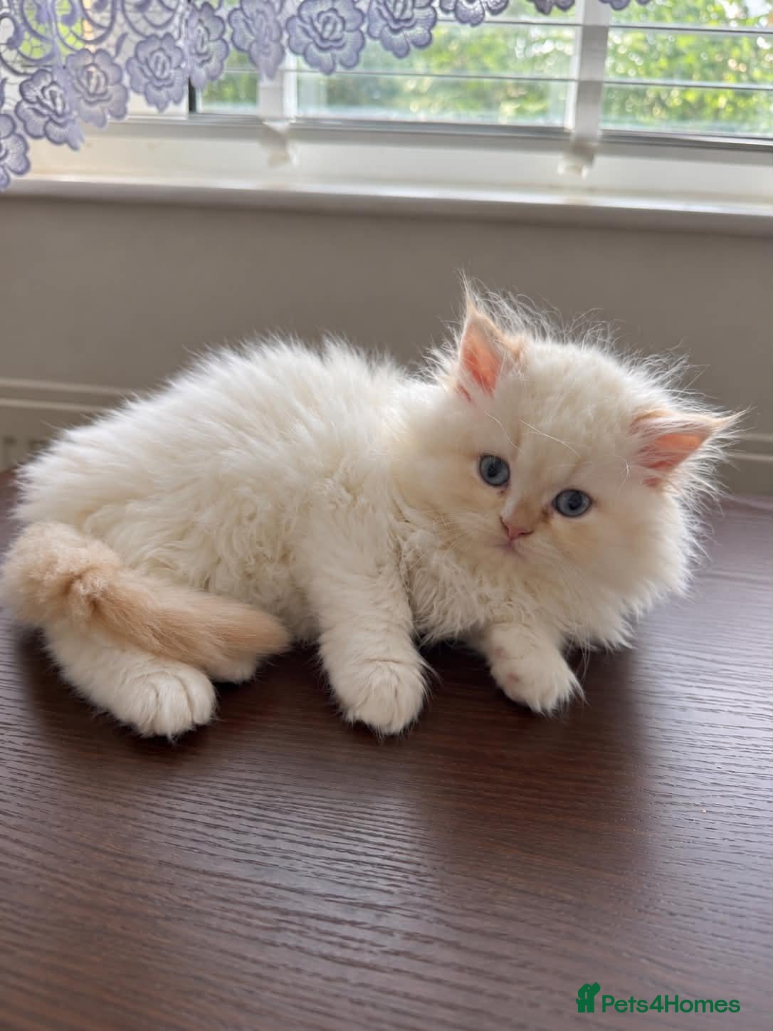 Persian cats Beautiful Fluffy Persian Doll Face  - Advert 2