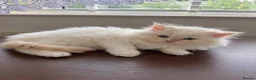 Persian cats for sale: Beautiful Fluffy Persian Doll Face  - Advert 2