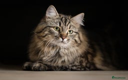 Siberian cats for sale: Exceptional Siberian Kittens - Waiting List Open - Image 3