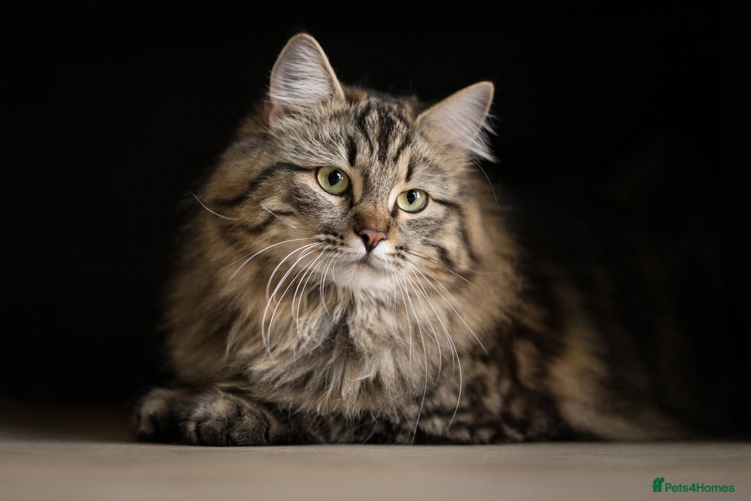 Siberian cats for sale: Exceptional Siberian Kittens - Waiting List Open - Image 3