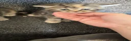 Mixed Breed cats for sale: 2 British short hair cross tabby kittens  in Melksham - Advert 4