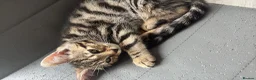 Bengal cats for sale: Bengal kittens  - Advert 5