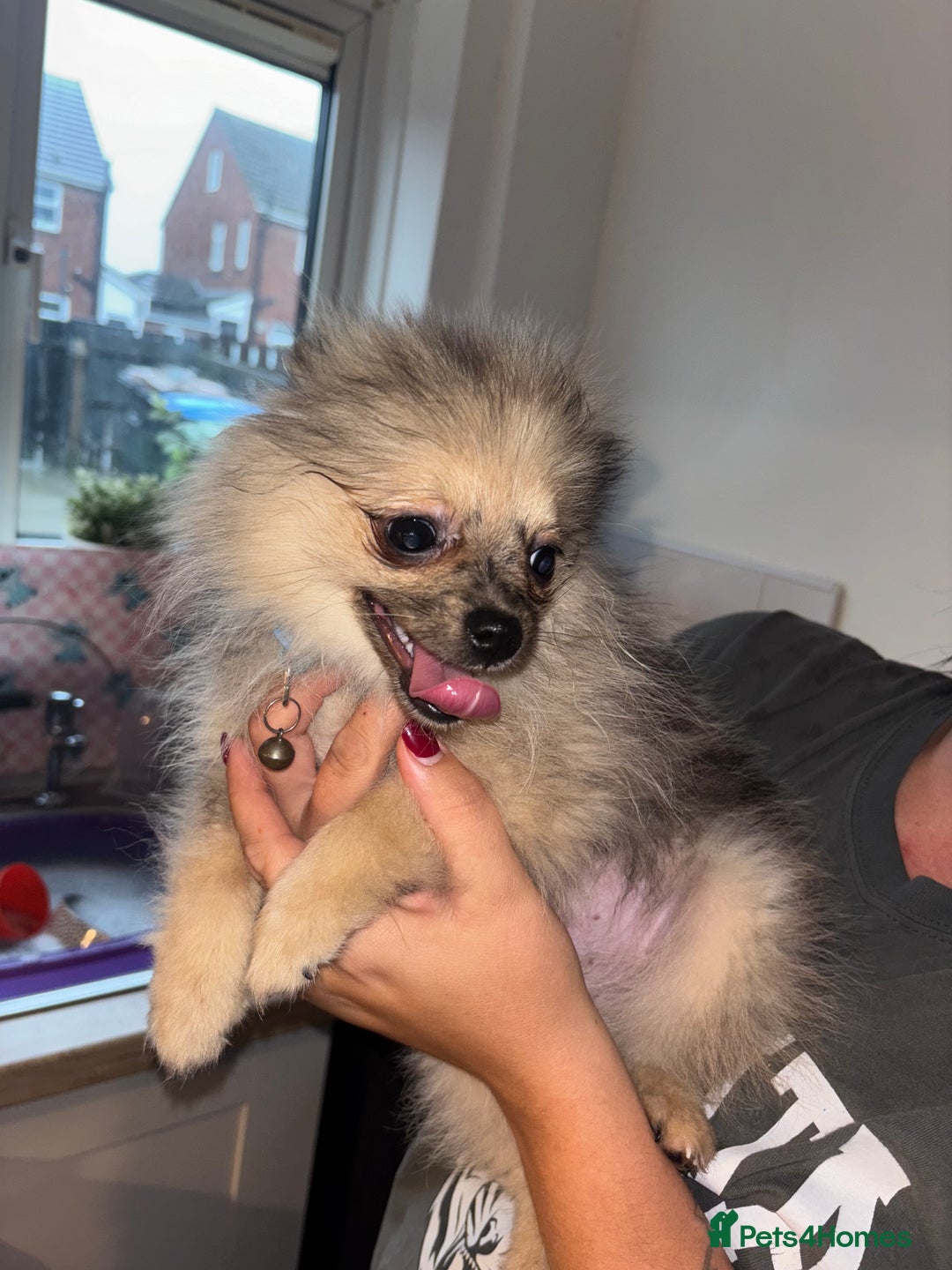 Pomeranian dogs for sale: Male Pomeranian 4 month - Image 2
