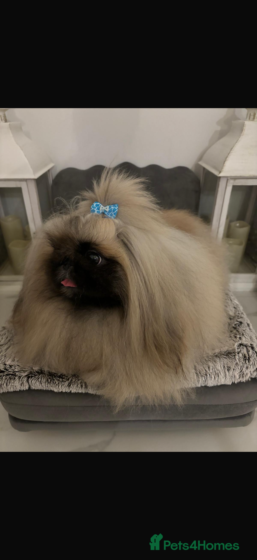 Pekingese dogs for sale: 👑True KC Peke Pups👑 - Advert 11