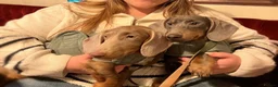 Dachshund dogs for sale: Lovely Pair Dachshunds Looking for a Forever Home in Derby - Advert 11