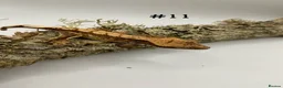 Gecko reptiles for sale: Adult + Juvenile Crested Geckos inc. Lilly Whites - Advert 22