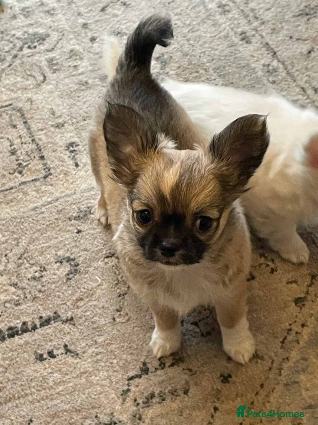 Chihuahua dogs for sale: Chihuahua long coat female puppies  - Advert 4