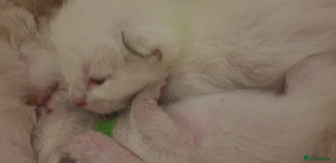 Ragamese cats for sale: Beautiful Ragamese Kittens  - Advert 8