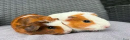 Guinea Pig rodents for sale: Sows and Trio of Boars  - Advert 19