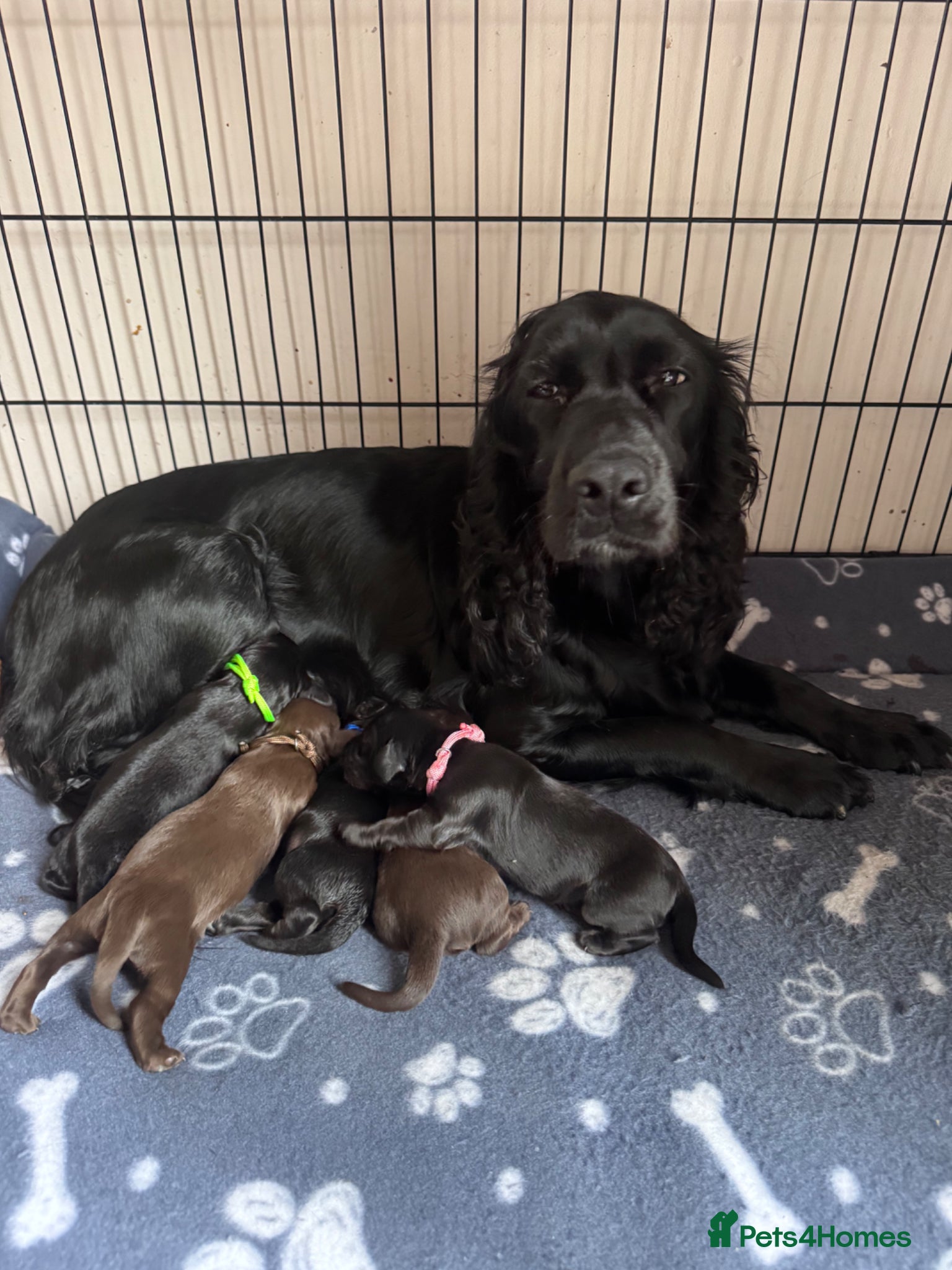 Cocker Spaniel dogs Kc working cocker spaniels  - Advert 2