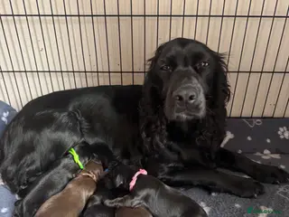 Cocker Spaniel dogs Kc working cocker spaniels - Advert 2