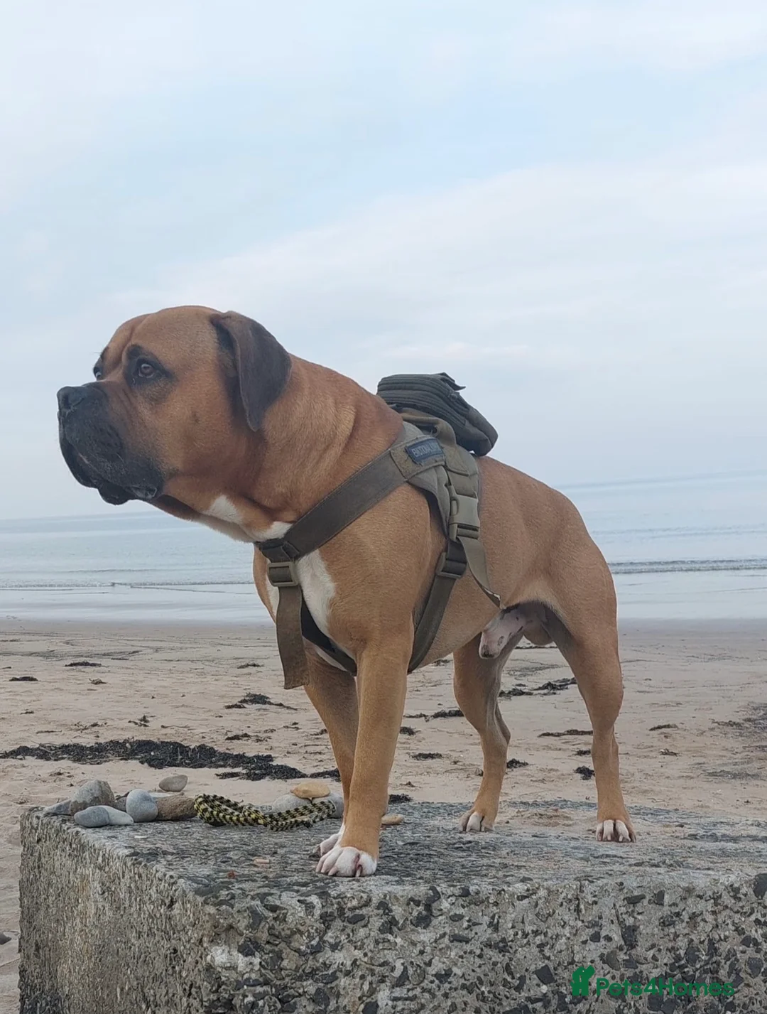 Mixed Breed dogs for sale: Blue Staffy x Boerboel – Ready for a Home - Advert 8