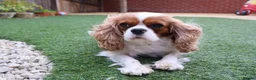 Cavalier King Charles Spaniel dogs for sale: Skye: Fully Trained Pedigree Cavalier - Kind Girl - Advert 1
