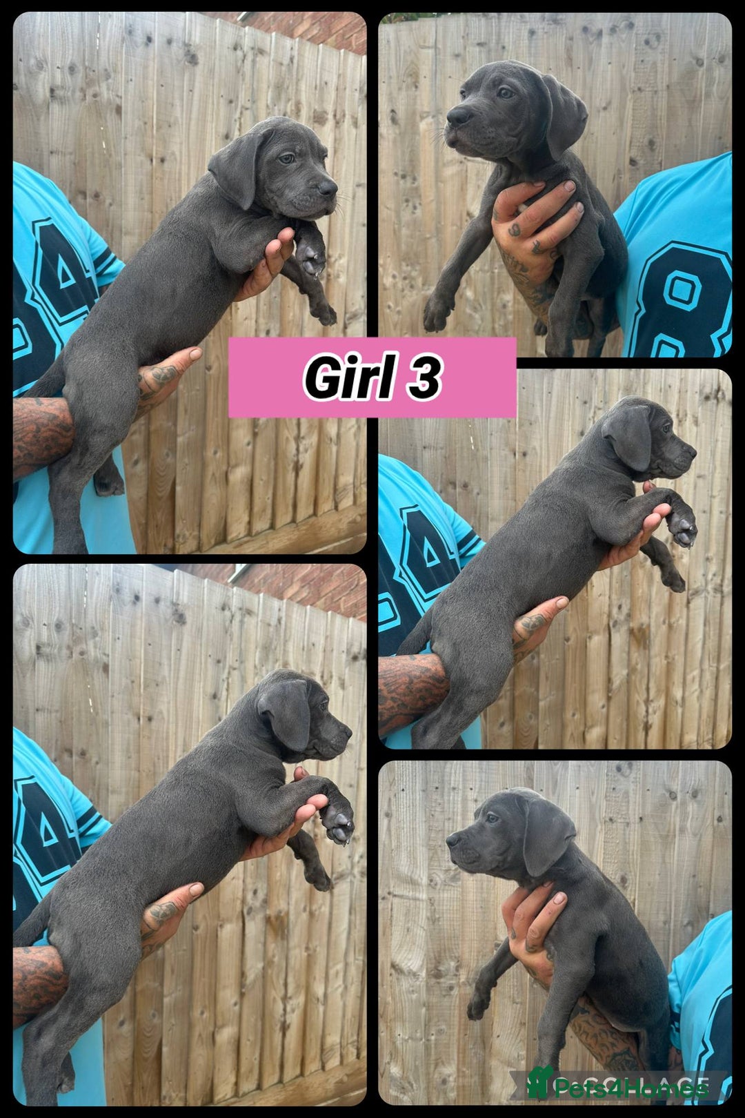 Cane Corso dogs for sale: Cane Corso, Italian mastiff pups  - Image 9