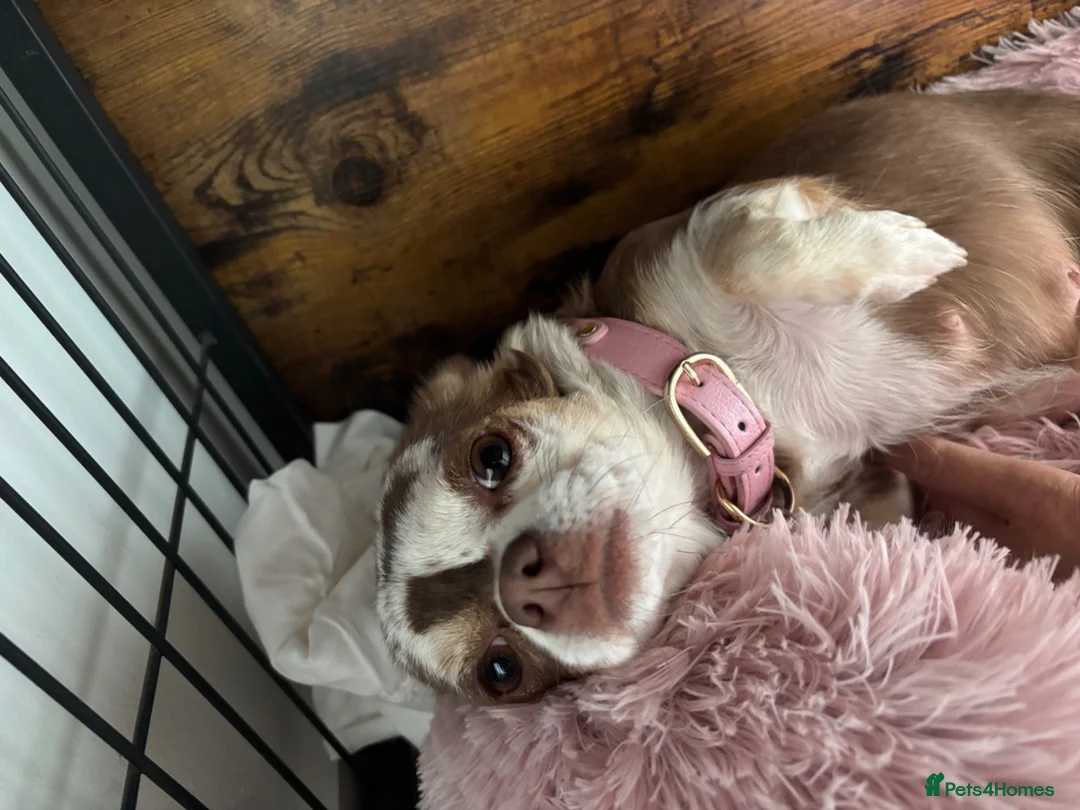 Chihuahua dogs for sale: Male Merle Chihuahua  in Colchester - Advert 1