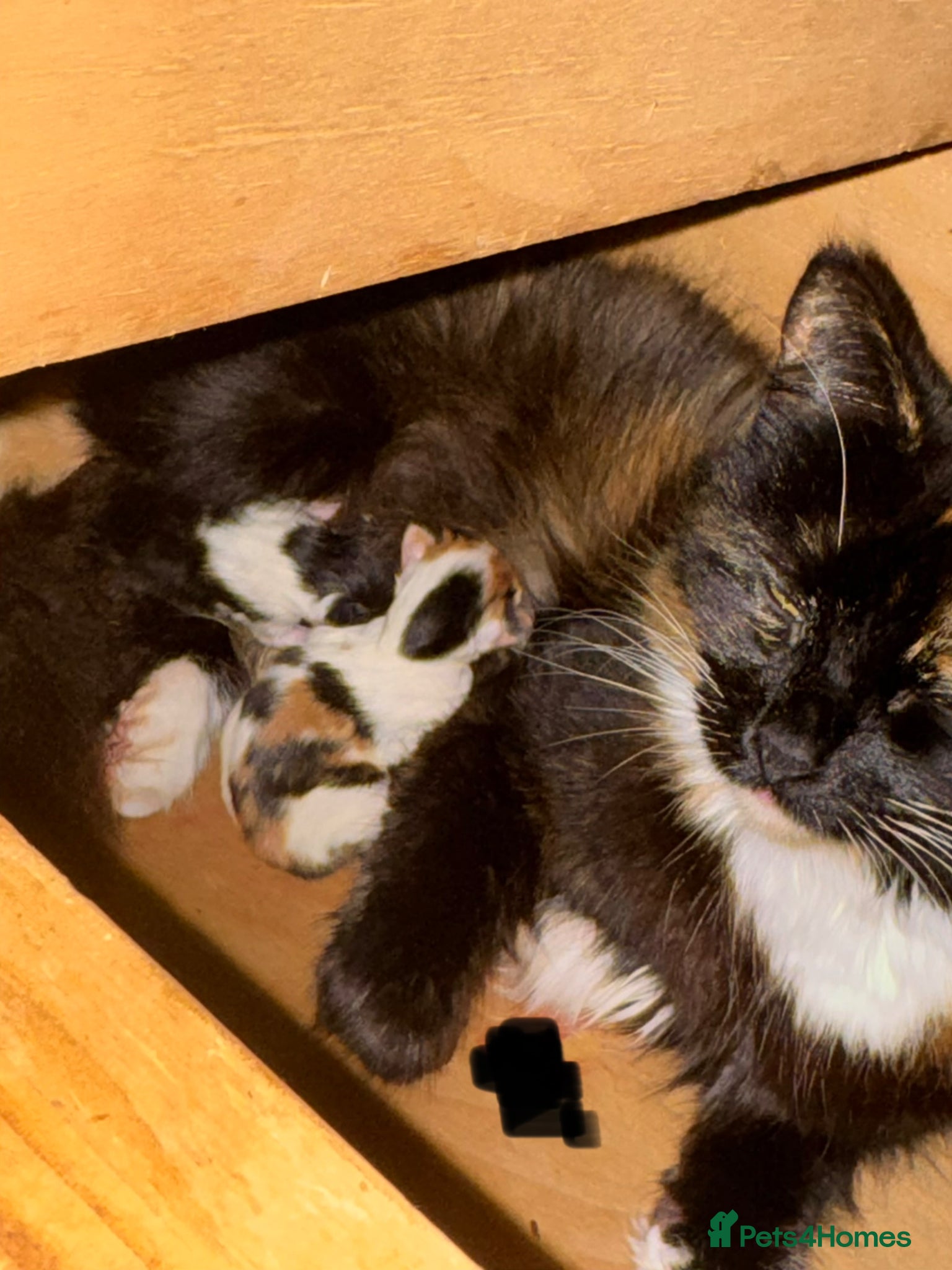 Mixed Breed cats 1 Calico girl  - Advert 1