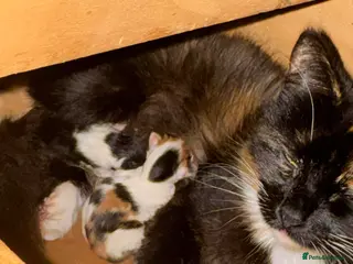 Mixed Breed cats 1 Calico girl - Advert 2