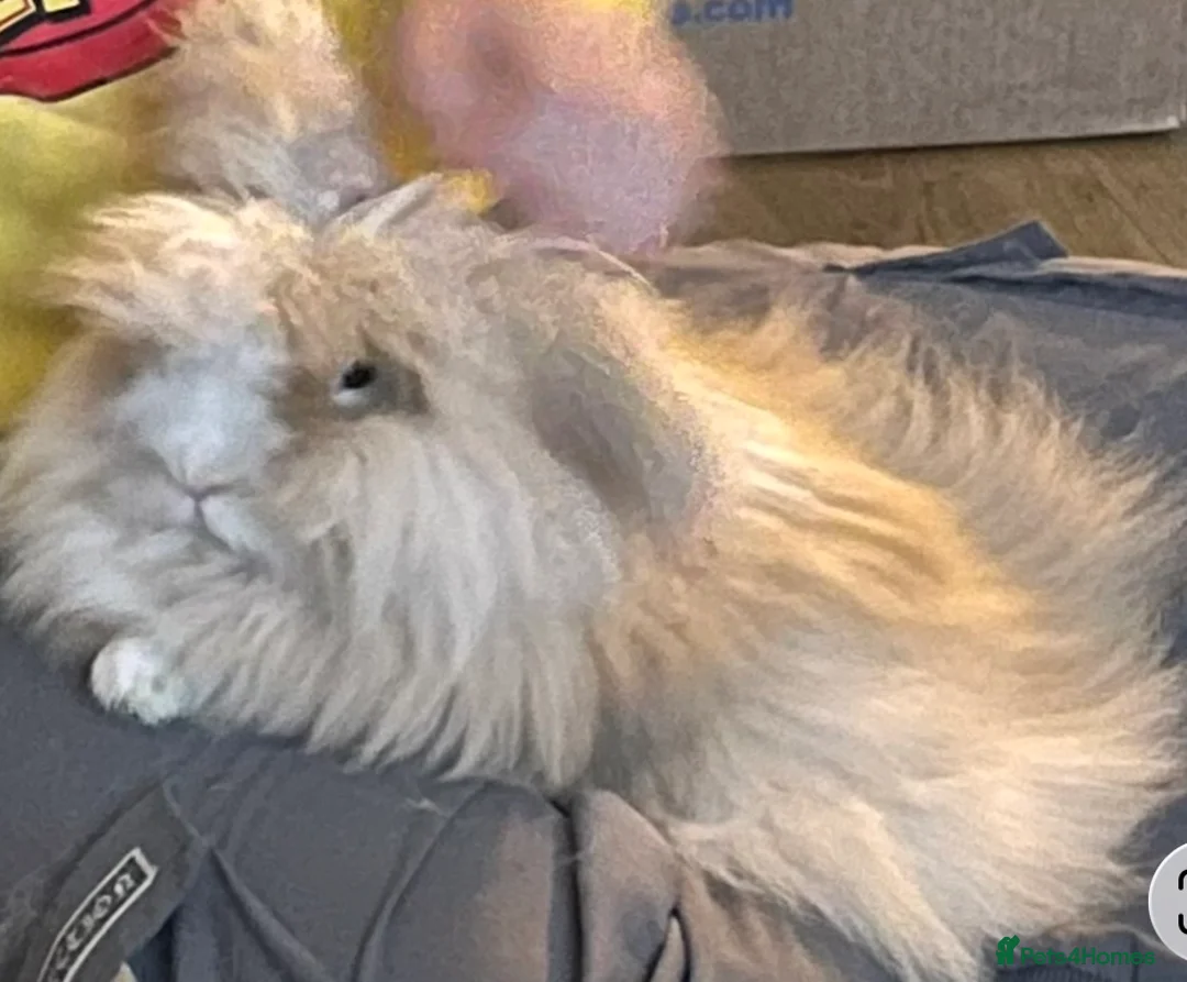 Lionhead rabbits for sale: Two male lion head rabbits and hutch for free in Eastbourne - Advert 3