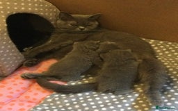 British Shorthair cats for sale: Gentle loving family pets - British Blues  - Image 5