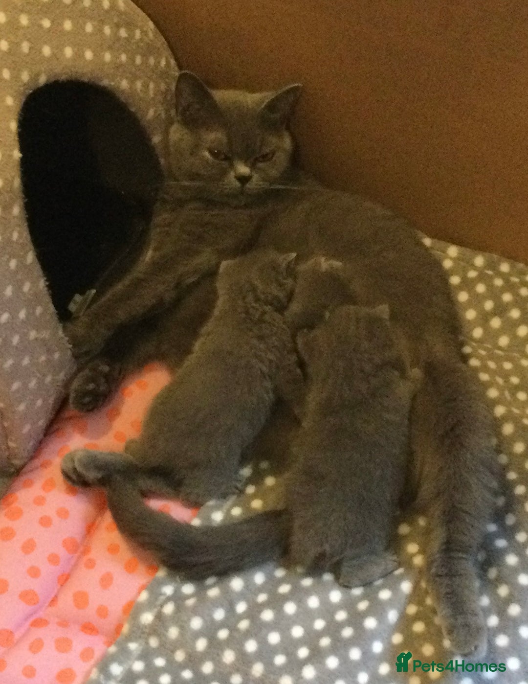 British Shorthair cats for sale: Gentle loving family pets - British Blues  - Image 5