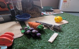 Lionhead rabbits for sale: Lionhead for sale  - Image 4