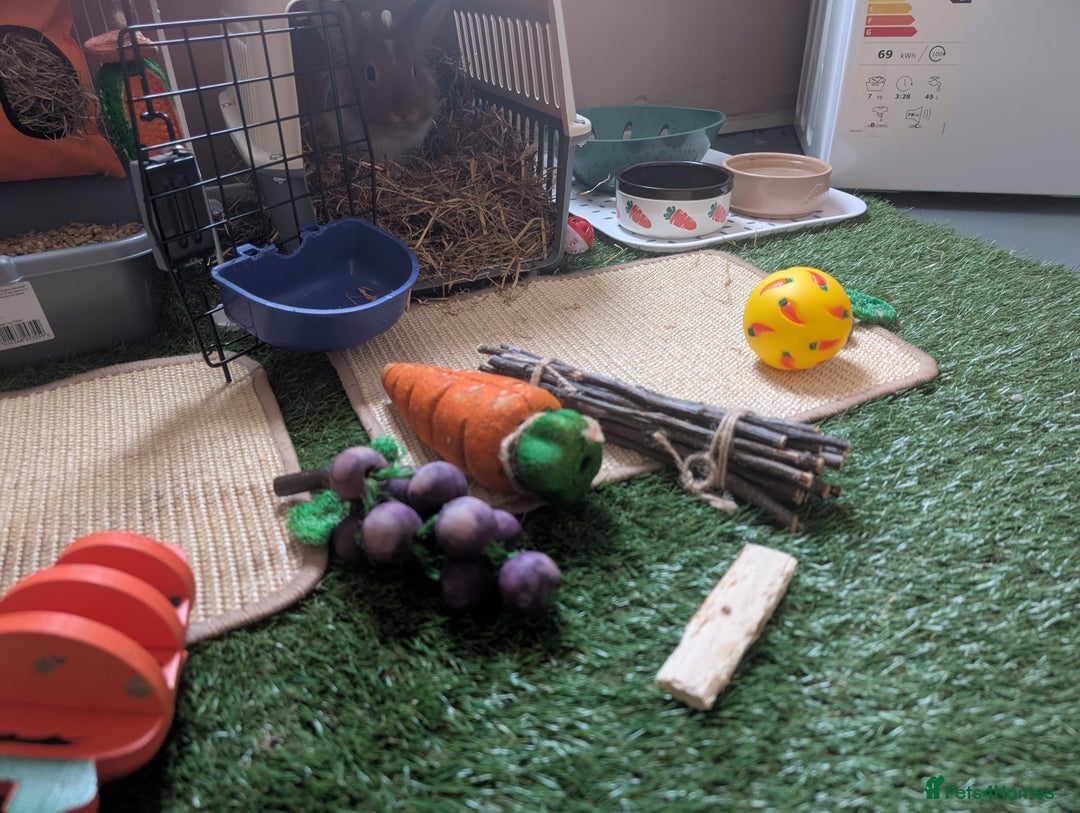Lionhead rabbits for sale: Lionhead for sale  - Image 4