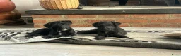 Jackapoo dogs for sale: Adorable Jacapoo,s - Advert 1