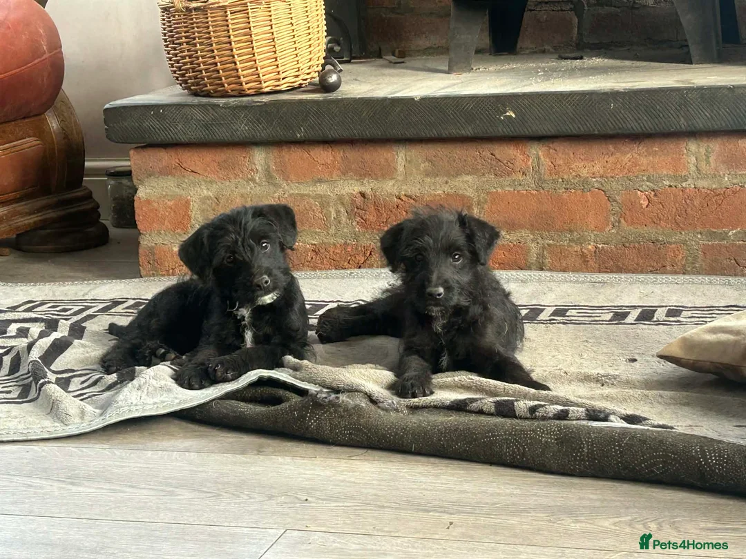 Jackapoo dogs for sale: Adorable Jacapoo,s - Advert 1