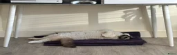Ragdoll cats for sale: Sealpoint Ragdoll in Camborne - Advert 6