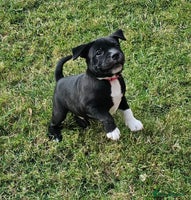 Staffordshire Bull Terrier dogs - Advert 4