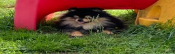Pomeranian dogs for stud: Stunning Black and Tan for stud only in Lanark - Advert 3