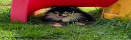 Pomeranian dogs for stud: Stunning Black and Tan for stud only in Lanark - Advert 3