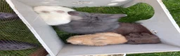 Lionhead rabbits for sale: beautiful rabbit  - Advert 3