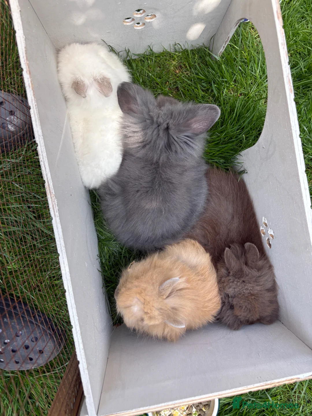 Lionhead rabbits for sale: beautiful rabbit  - Advert 3
