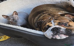 English Bulldog dogs for stud: 1 YEAR OLD MARSHALL READY TO TRY STUDDING  - Image 4