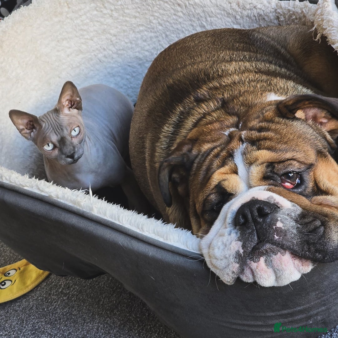 English Bulldog dogs for stud: 1 YEAR OLD MARSHALL READY TO TRY STUDDING  - Image 4