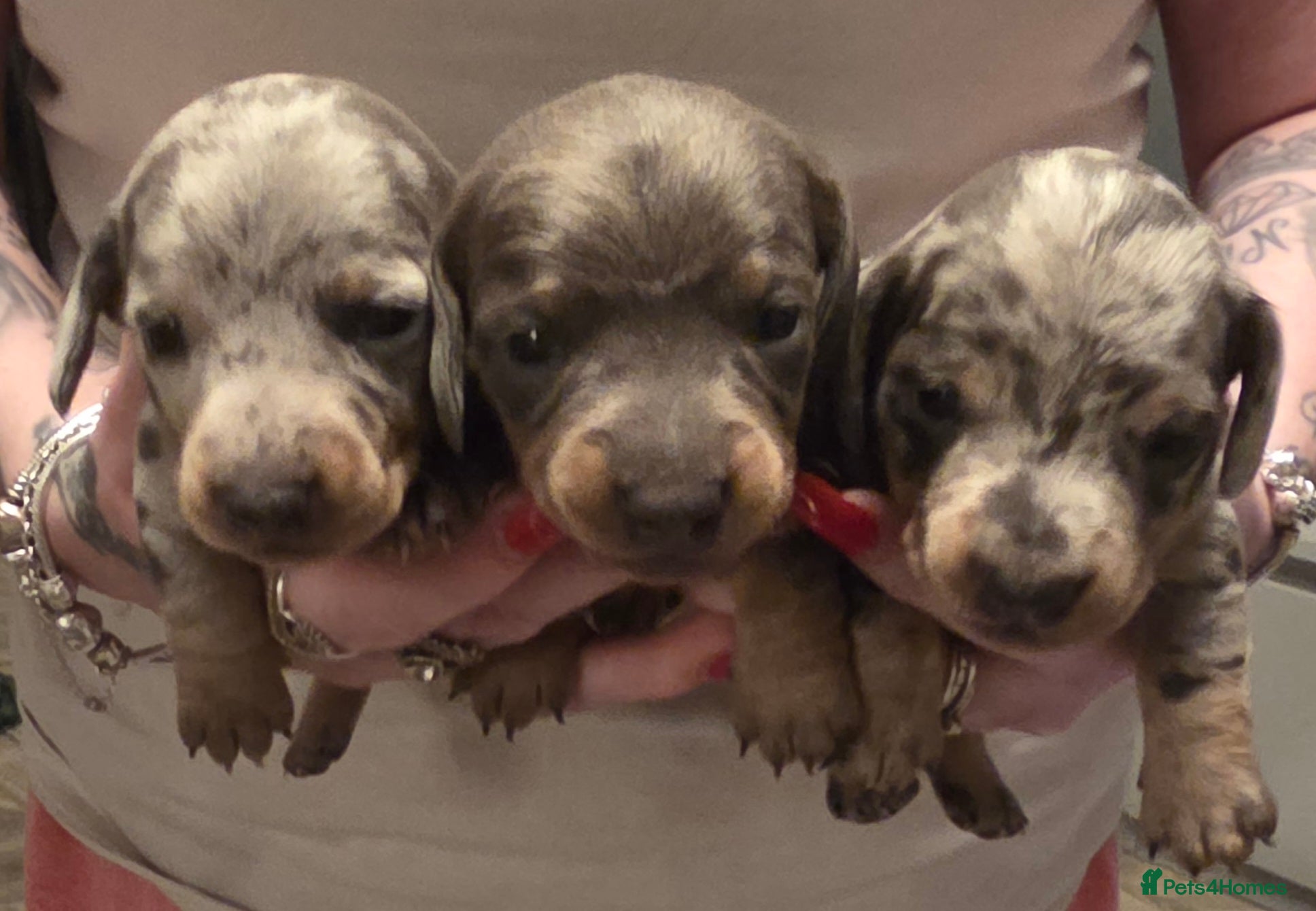 Dachshund dogs Miniature Daschunds - Advert 14