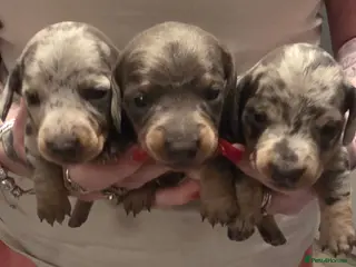 Dachshund dogs Miniature Daschunds - Advert 14