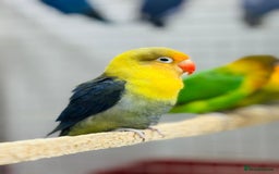 Lovebirds birds for sale: Fisher love birds  - Advert 10