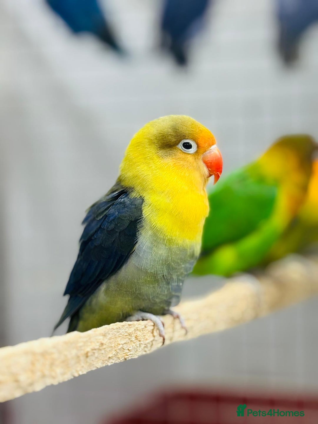 Lovebirds birds for sale: Fisher love birds  - Advert 10