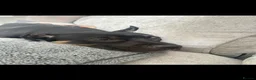 Mixed Breed dogs for sale: Dog for sale in Bedworth - Advert 10
