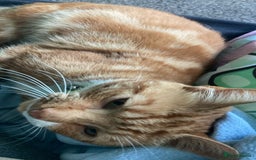 Mixed Breed cats for sale: 4 beautiful kittens ready - Image 13