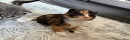 Mixed Breed cats for sale: 🐾 3 fluffy kittens looking for forever homes🐾 - Advert 15