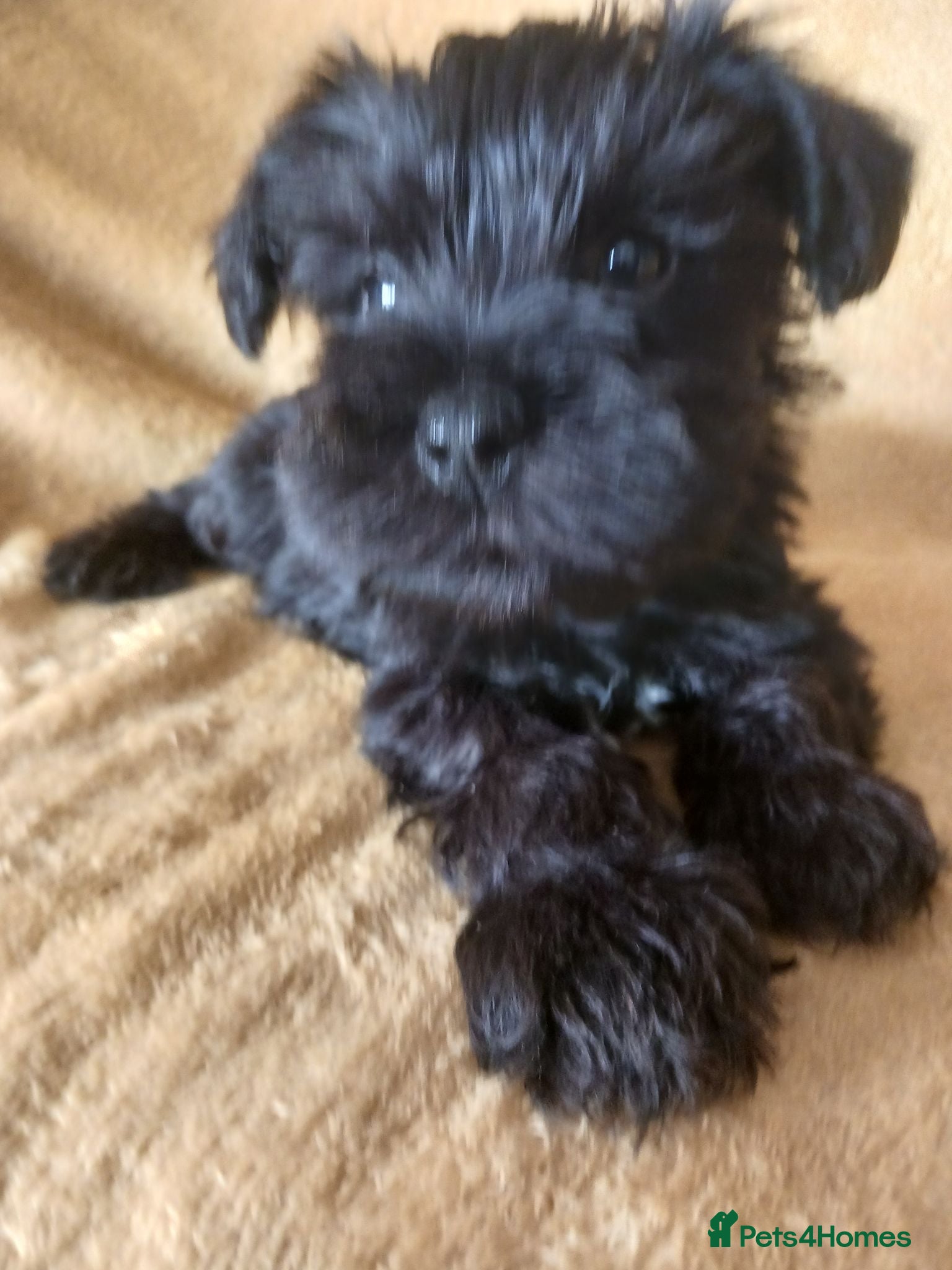 Miniature Schnauzer dogs TOY & SMALL MINI SCHNAUZERS - Advert 3