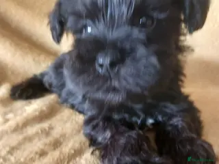 Miniature Schnauzer dogs TOY & SMALL MINI SCHNAUZERS - Advert 3