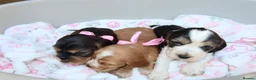 Cocker Spaniel dogs for sale: Beautiful show type cocker spaniel puppy’s  - Advert 3