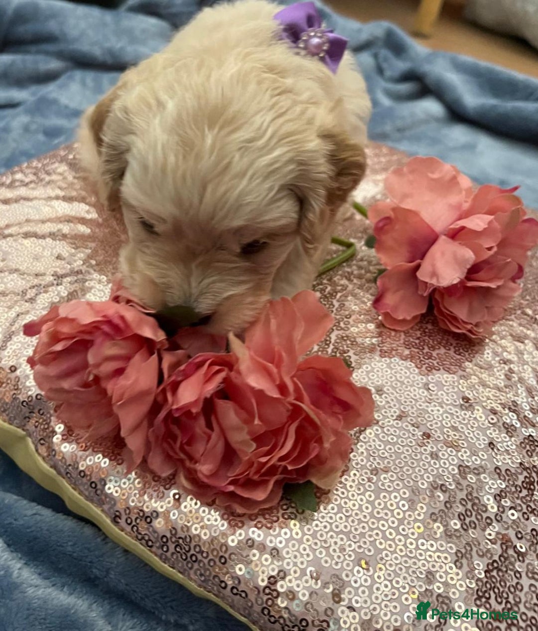 Cockapoo dogs for sale: Beautiful litter of cockapoos - Image 14