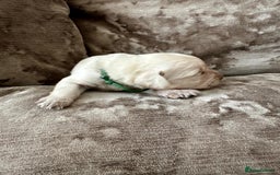 Mixed Breed dogs for sale: Beautiful litter of golden labradoodles - Image 18