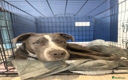 Mixed Breed dogs for sale: Bulldog x Staffie for rehoming.  - Image 12